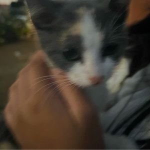 Meet your Posher, Suga